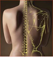 Chiropractor For Shoulder Pain 