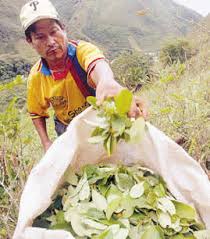 BOLIVIA-Productores de hoja de coca demandarán a quien les llame narcos Images?q=tbn:ANd9GcSYKqkKGguGKiz_8I_dcTAhDM2TOwPB5j4MVodLd3u4T2FgaHuX