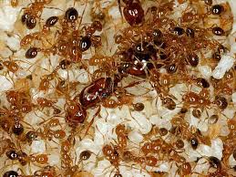 صور النمل جميع انواع النمل Images?q=tbn:ANd9GcSdMboM7-Vgwhy8x8s7B97W9FIsSksPzJRdHCHBmwjP_v1kQu1x