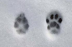 Les traces d'animaux                Images?q=tbn:ANd9GcT_74gs9fb0watTpzeYxwe5ueGVIo8_66N104_uSLruwQeGkubEPw